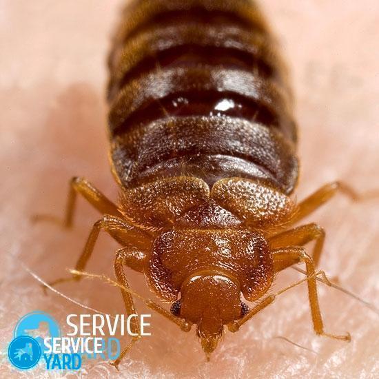 watermarked - How-to-get-rid-of-bed-bugs